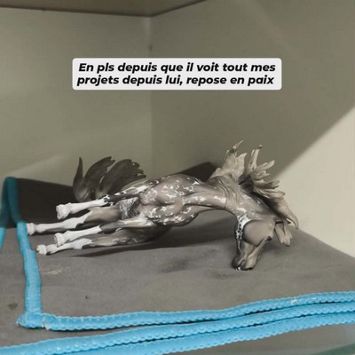 Détail poitrail Sabino Grullo